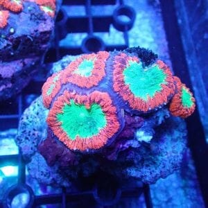 WYSIWYG Coral KRK-3 Blastomussa 