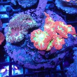 WYSIWYG Coral KRK-4 Double Blastomussa 