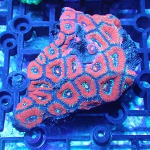 WYSIWYG Coral KRK-8 Acan colony 