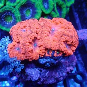 WYSIWYG Coral KRK-9 Blastomussa 