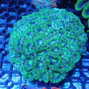 WYSIWYG Coral KRK-10 Acan colony 
