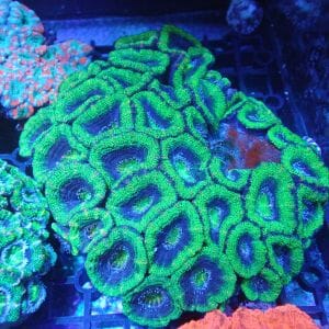 WYSIWYG Coral KRK-11 Acan Colony 