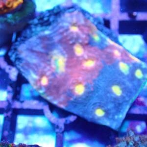 WYSIWYG Coral KRK-60 Jellybean Chalice 