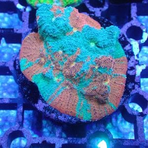 WYSIWYG Coral KRK-69 Jellybean Chalice 