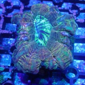 WYSIWYG Coral KRK-111 Rainbow Cynarina 