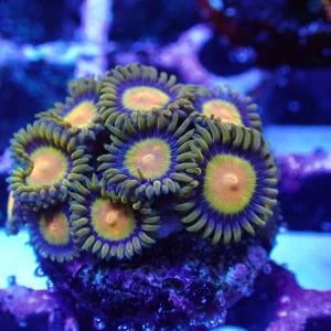 WYSIWYG Coral KRK-167 Tuitti Fruitti Zoa 