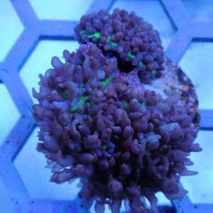 Premium WYSIWYG Coral 5 Fuzzy mushrooms 