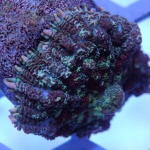 Premium WYSIWYG Coral 6 Mushroom 