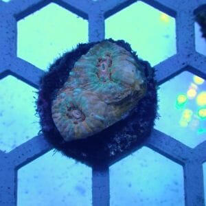WYSIWYG Coral KRK-7 echinata 