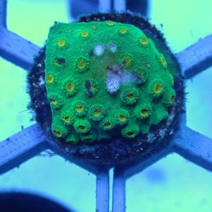 WYSIWYG Coral KRK-26 Cyphastrea 