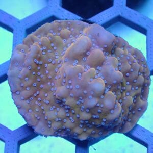 WYSIWYG Coral KRK-33 Montipora 