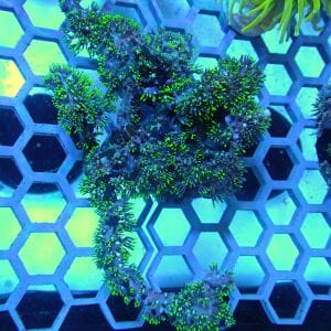 WYSIWYG Coral KRK-40 Green star Polyp Colony 