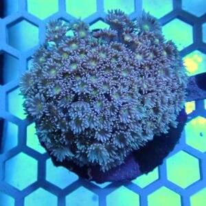 WYSIWYG Coral KRK-41 Goniopora Colony 