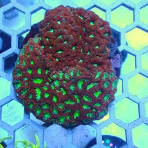 WYSIWYG Coral KRK-42 Favia Colony 