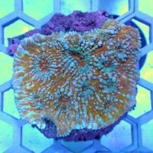 WYSIWYG Coral KRK-45 Echinata 