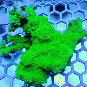 WYSIWYG Coral KRK-46 Green montipora colony 