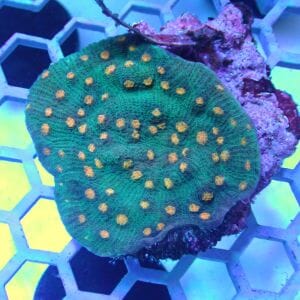 WYSIWYG Coral KRK-48 Chalice colony 