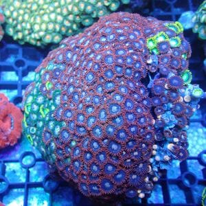 WYSIWYG Coral KRK-128 Zoa Colony 