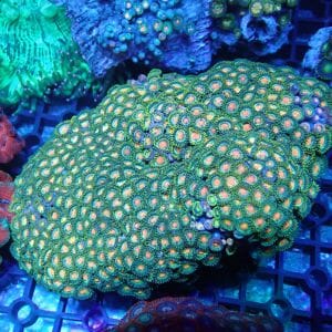 WYSIWYG Coral KRK-129 Zoa Colony 