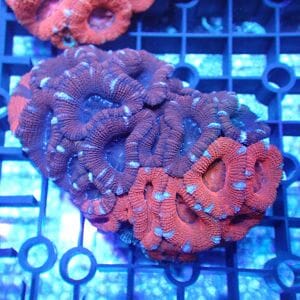 WYSIWYG Coral KRK-1 Acan Coral 