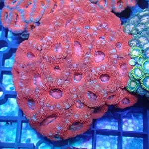 WYSIWYG Coral KRK-2 Acan Colony 