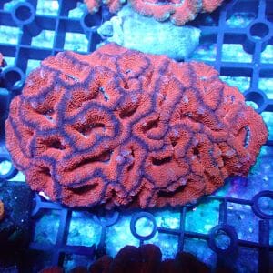 WYSIWYG Coral KRK-4 Acan Colony 