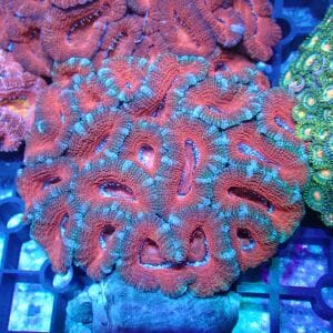 WYSIWYG Coral KRK-5 Acan Colony 