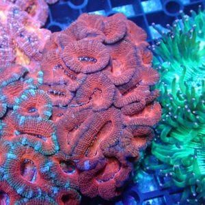 WYSIWYG Coral KRK-6 Acan colony 