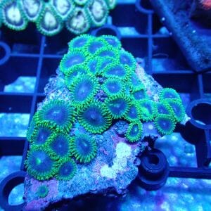 WYSIWYG Coral KRK-160 Mini Zoa colony 