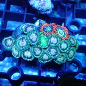 WYSIWYG Coral KRK-161 Mini Zoa colony 