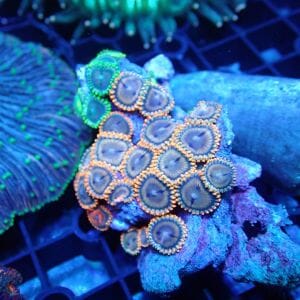 WYSIWYG Coral KRK-162 mini zoa Colony 