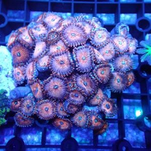 WYSIWYG Coral KRK-163 Salted Agave Zoa colony 