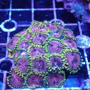 WYSIWYG Coral KRK-168 Fake Chilli Zoa 
