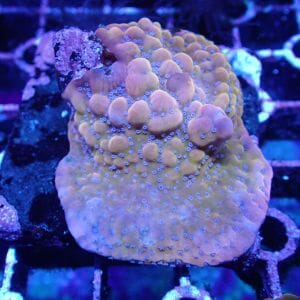 WYSIWYG Coral KRK-118 Montipora Frag 
