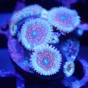 WYSIWYG Coral KRK-172 Salted Agave Zoa 