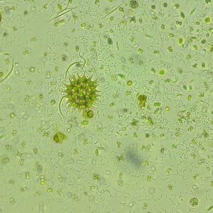 Live Food Phytoplankton 
