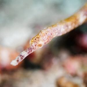 Banded Pipe Fish 