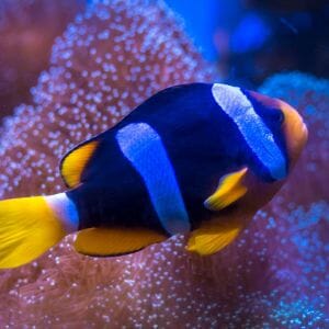 Blue Stripe Clarkii Clown Fish 