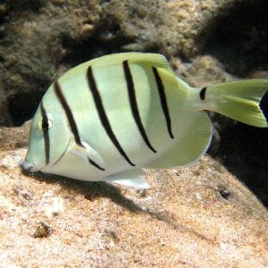 Convict Tang 