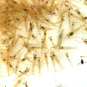 Live Food River Shrimp 