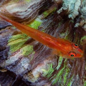 Ghost Goby 