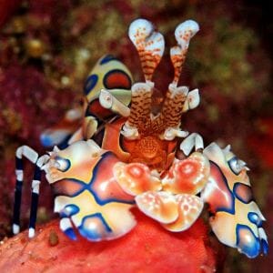 Harlequin Shrimp - Bonded Pair 