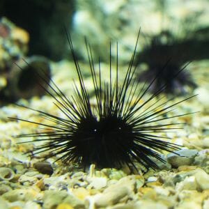 Long Spine Urchin 
