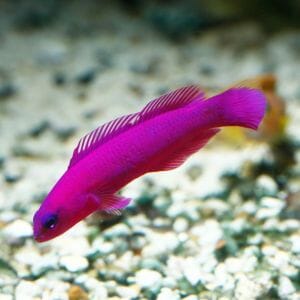 Orchid Dottyback 
