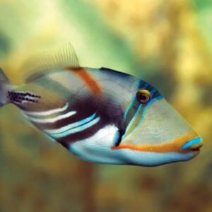 Picasso Triggerfish 