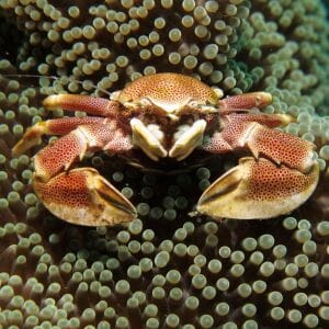 Porcelain Anemone  Crab 