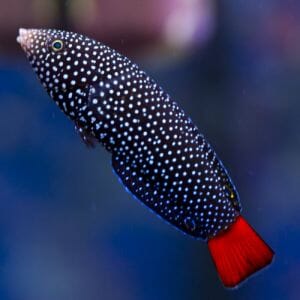 Red Tail Wrasse 