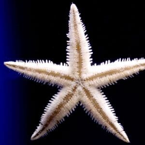 Sand Sifting Starfish 