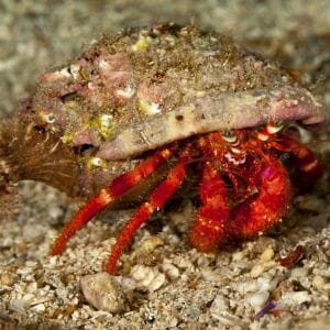 Scarlet Reef Hermit Crab (Red Leg) 