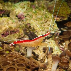 Scarlet Skunk Cleaner Shrimp Med/Large 